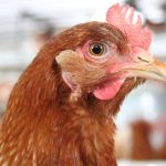 Glückliches Huhn durch VitaLuzGeflügel - Beschäftigungsmaterial der Qualitätstrocknung Nordbayern eG
